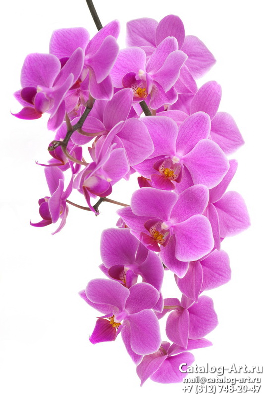 Pink orchids 104
